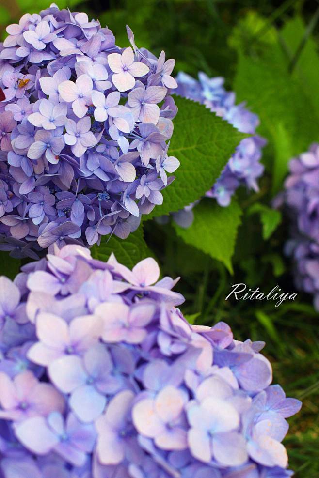 紫阳花