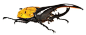 昆虫世界铁骑士：甲虫的奇门异术(组图)