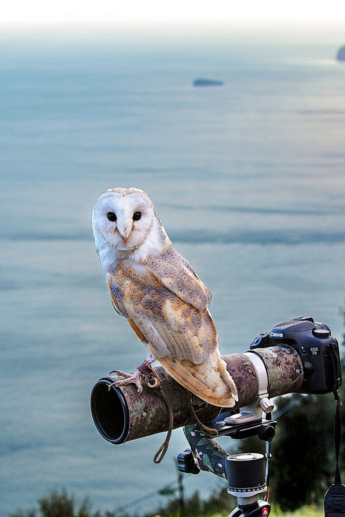 (63) Tumblr