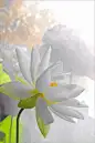  #微距# #鲜花# #荷花#