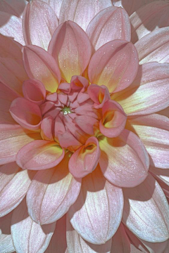 吴一横采集到花叶树林森
