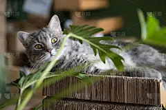 趴在肚子上休息的美国短毛猫