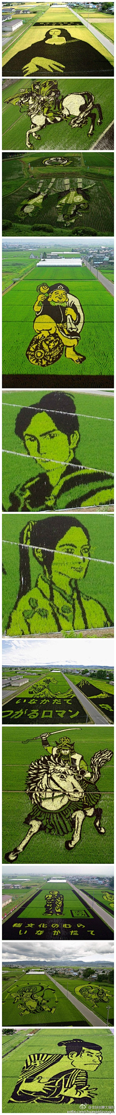 XxxYin采集到稻田