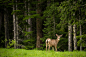 Wild deer in a forest