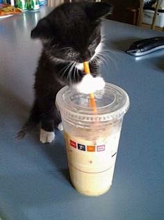 Kitten and coffee