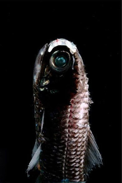 灯笼鱼目灯笼鱼科灯笼鱼深海