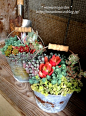 Great idea for patio...buckets of succulents