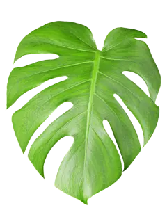 @冒险家的旅程か★
png植物 花朵 鲜花 绿叶 花环 水彩 手绘 彩铅 小清新 插画