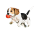 Beagle-Dog-Puppy-PNG-Picture
