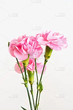 白色背景的粉红色康乃馨