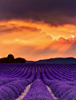 Lavender Sunset, France