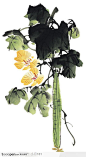 中国国画之花类植物-丝瓜与花
