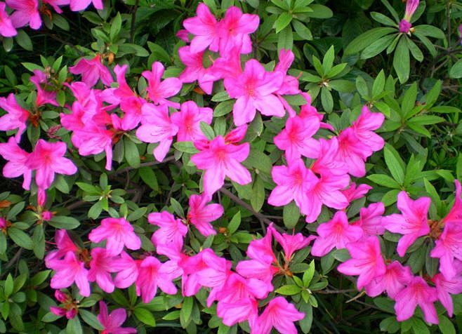 若米饭从myy梦圆转采于2020-01-02 09:51:38毛杜鹃植物--地被(观花)若