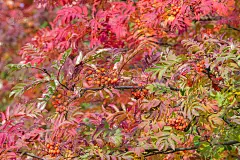 秋叶之静美。罗文。一种山白蜡树，尤指欧洲的花楸。