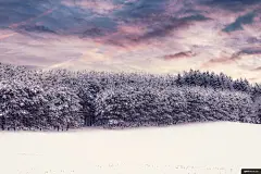 性质 户外 雪 植物 树 冷杉 风景摄影图片图片壁纸