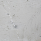 Calacatta Boheme by Naturamia® Collection