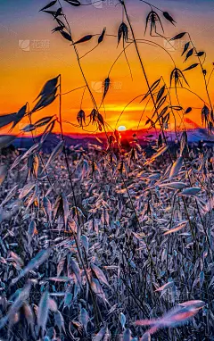 美丽的日落手机壁纸景观