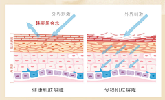 lamyyer采集到A 皮肤层