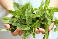 在人海沉浮CC采集到png植物素材