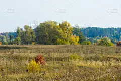 秋天,叶子,无人,户外,明亮,俄罗斯,田地,十月,季节,十一月