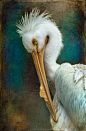 American White Pelican