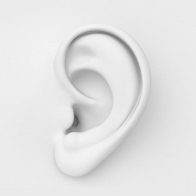 耳朵模型