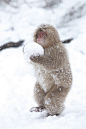 地獄谷のニホンザル Japanese monkey in Jigokudani, Nagano ( Snow fight!!)