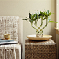 Bamboo plant on side table by sofa