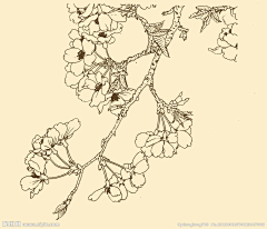 竹萤设计学院采集到【图案】白描工笔