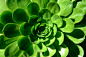 green succulent plant