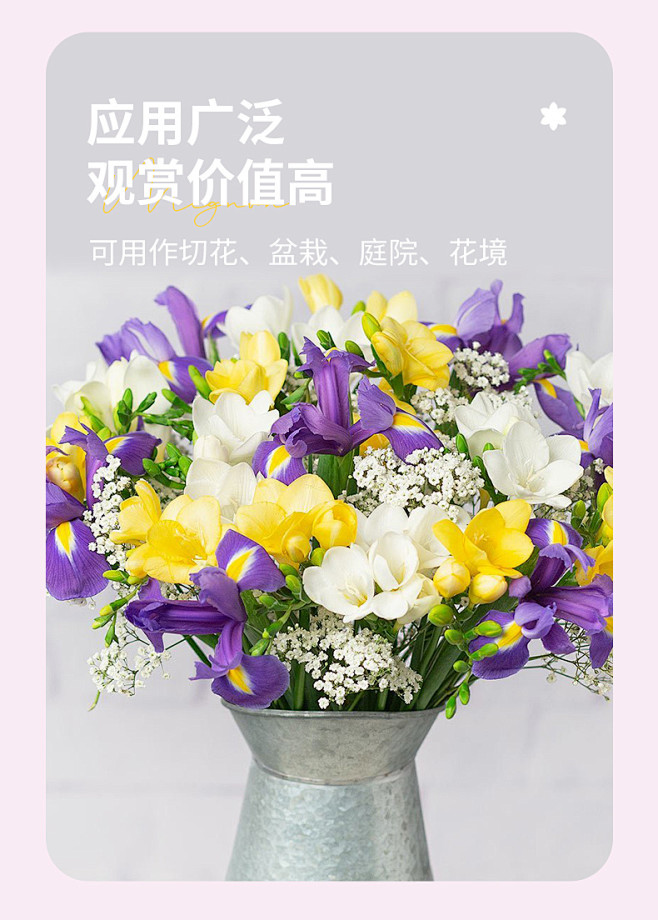 虹越香雪兰种球重瓣花卉阳台庭院盆栽室外种...