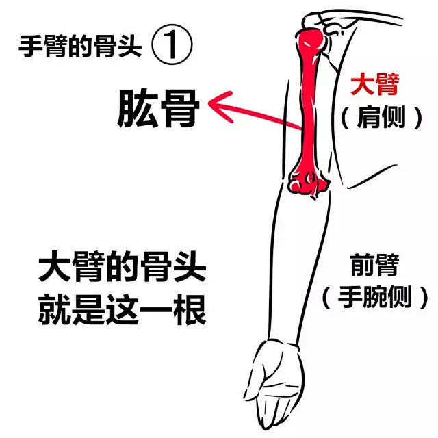 【新手教程】第12期：手臂篇，关于手臂的...