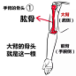 【新手教程】第12期：手臂篇，关于手臂的碎碎念