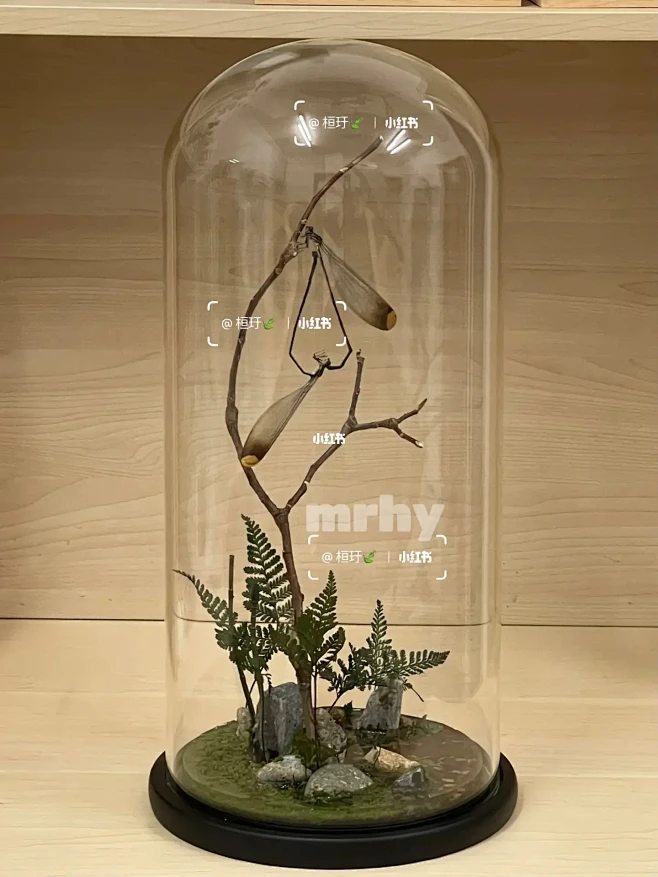 昆虫生态立体标本