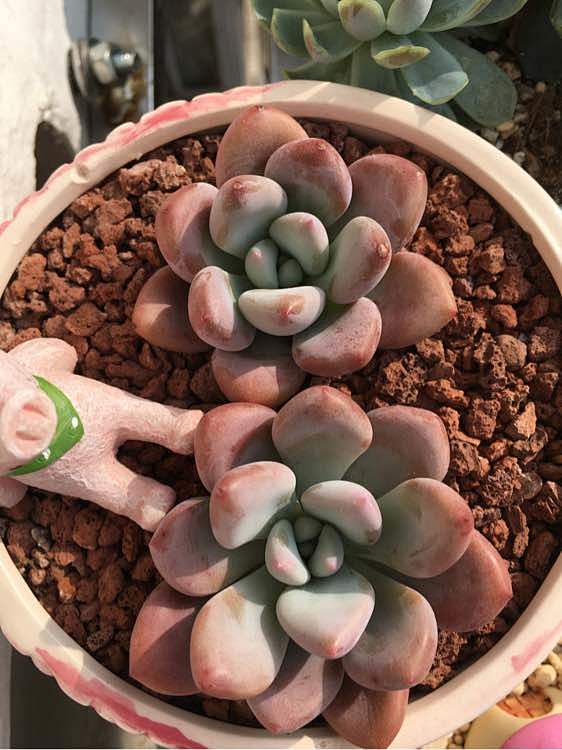 记录一下，入坑两个月的宝贝们！_多浆植物...