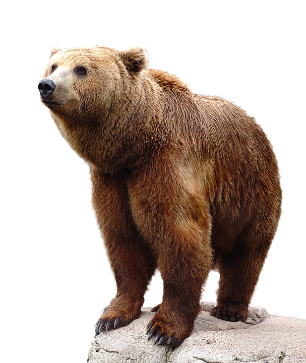 bear PNG