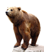 bear PNG