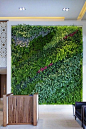 vertical garden + colorful green wall: 