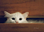 超级大美猫-好会拍照的猫咪Model » 奇哇哇