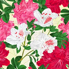 白色,红色,粉色,纹理,华丽的,过敏反应,壁纸,蓝莓,植物群,花