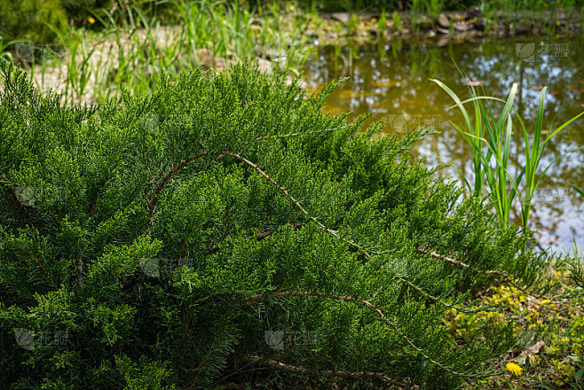 哥萨克刺柏(Juniperus sabina Tamariscifolia)生长在池塘岸边。杜松的绿