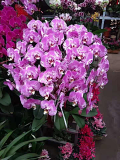 造园小花匠采集到B-室内大盆栽（观叶、观花、观果）