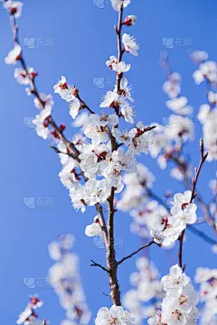 鲜花盛开的果树壁纸