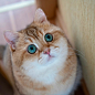 hosico_cat