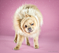 Wacky High Speed Portraits of Puppies Caught Mid Shake by Carli Davidson humor high speed dogs