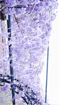  紫藤花开 