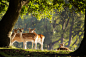 梅花鹿  作者 Mark Bridger