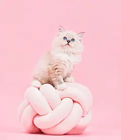 点击来源直接获取大图文件 |Ragdoll cat, small cute kitten portrait on funny knott pillow. Pink background