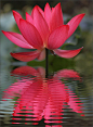 ~~ Red lotus Petals ~~ reflection