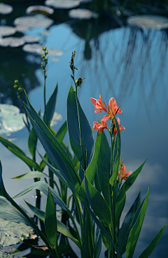 ♀莞尔流◇年amp;夏至♂未至采集到百草集